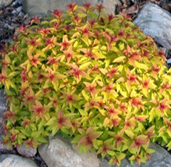      Spiraea japonica Magic Carpet 